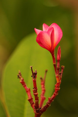 BougainviPink and Yellow Pagoda flowersllea