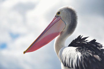 Great white pelican also known as the eastern white pelican, rosy pelican or white pelican. Pelecanus onocrotalus