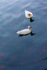 Patos en un estanque con carpas nadando debajo