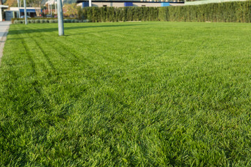 Green grass texture for background.