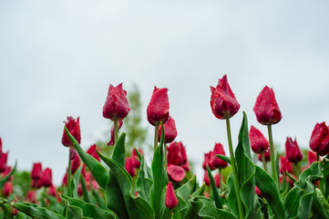 Tulips in the flower garden.