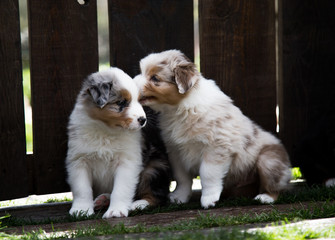 Cachorro perro pastor 