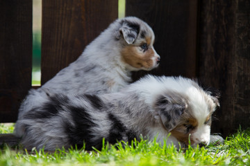 Cachorro perro pastor 