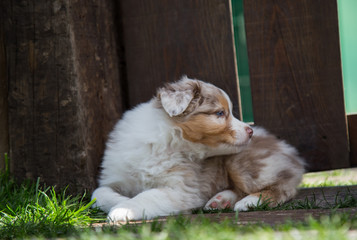 Cachorro perro pastor 