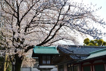 Fototapeta premium Cherry blossoms on the temple