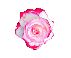 pink white multicolor rose isolated on white background