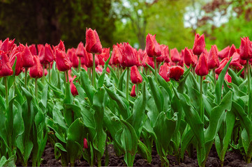 Tulips in the flower garden.