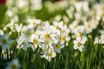 Green glade from white and yellow colors of narcissuses on a spring decline, in sunshine. Beautiful nature.