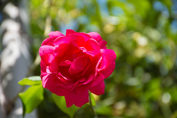  Rose flower in a garden in spring
