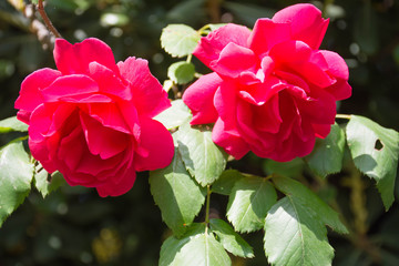 Fototapeta premium Flowers of roses in a garden in spring