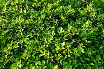 Fototapeta na wymiar Green Leaves Fence Texture Background.
