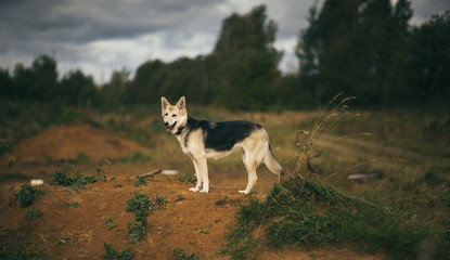 Front view at husky dog walking on a green meadow looking at camera. Green trees and grass background.
