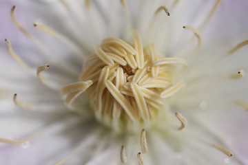 Abstract background core of clematis flower