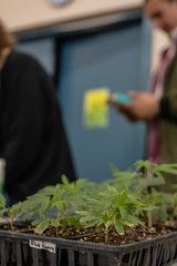 people selling plants at a market