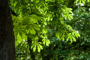 Fototapeta na wymiar closeup of Horse Chestnut leaves in urban park at spring