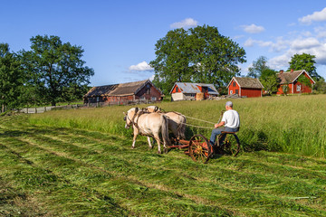 Haymaking the old fashioned way with a horse drawn mower