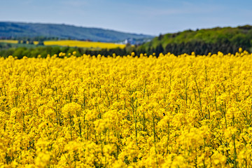 Obraz premium yellow field of oilseed rape