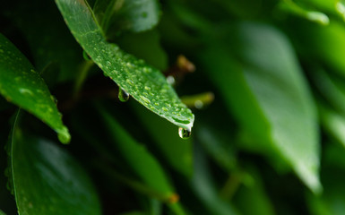 Hojas verdes mojadas por las lluvias primaverales de Mayo. Empapadas por gotas relucientes de agua.