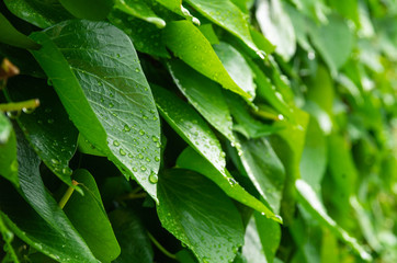 Hojas verdes mojadas por las lluvias primaverales de Mayo. Empapadas por gotas relucientes de agua.