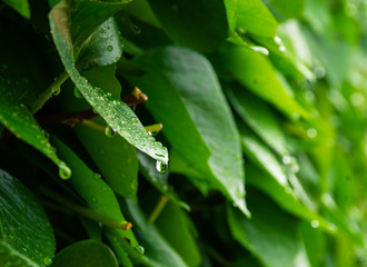 Hojas verdes mojadas por las lluvias primaverales de Mayo. Empapadas por gotas relucientes de agua.