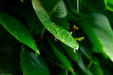 Hojas verdes mojadas por las lluvias primaverales de Mayo. Empapadas por gotas relucientes de agua.