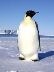 Emperor penguin basking in the sun of Antarctica