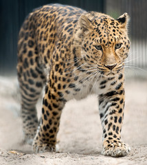 Fototapeta na wymiar Adult Amur Leopard (Panthera pardus orientalis). A species of leopard indigenous to southeastern Russia and northeast China, and listed as Critically Endangered