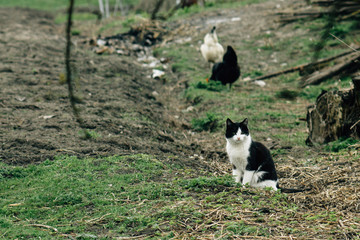 Naklejka na ściany i meble group of chickens and cat in farm land, spring time, agriculture concept