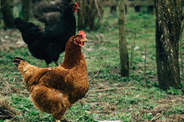 group of chickens and rooster walking in farm land, spring time, agriculture concept
