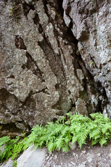 Fern plants in bottom of small gorge