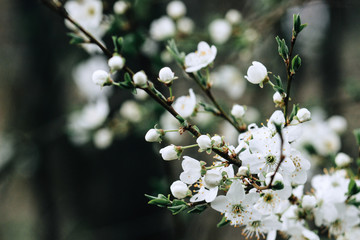 beautiful cherry blossom flowers on branch in spring, new life concept