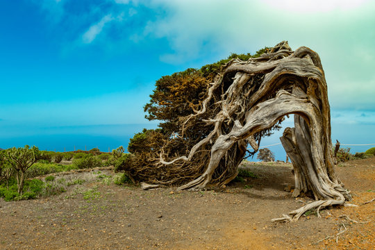 Sabina - Parque Rural de Frontera - El Hierro - Islas Canarias