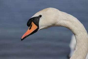 Obraz premium The head of a swan on a curved neck close-up