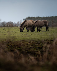 Fototapeta premium Horses