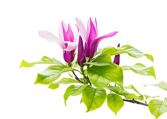 Branch of tender spring pink flower primrose magnolia isolated on white background