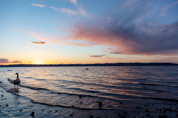 sunset over the sea with a Canada goose