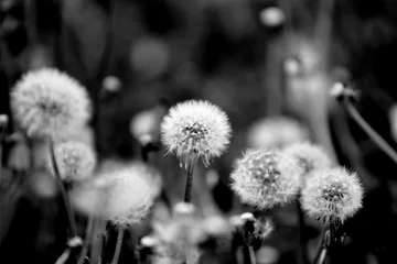Fototapeten Pusteblumen auf einer Wiese - schwarz/weiss © Petra Ballhause