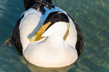 Closeup of a breeding male eider duck on the shores of the upper Zurich lake near Rapperswil, Sankt Gallen, Switzerland