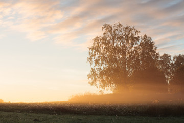 Fototapeta na wymiar Meadow landscape with mist at dawn