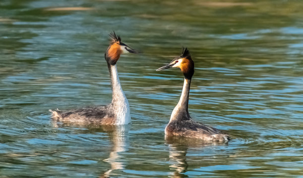 Fascinating ritual coordinated dance of a couple of Breeding great crested grebes on the shores of the upper zurich lake, near Rapperswil, Sankt Gallen, Switzerland