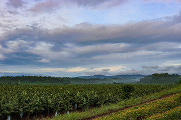 Cavendish banana plantation wide shot, sunrise, camera foreground focus, Philippines 