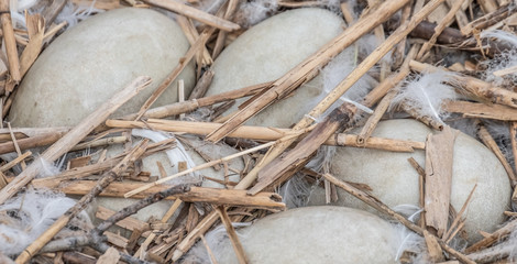 Swan eggs in their nest next to the holzsteg pedestrian bridge near rapperswil on the shores of the Upper Zurich Lake, Sankt Gallen, Switzerland