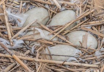 Swan eggs in their nest next to the holzsteg pedestrian bridge near rapperswil on the shores of the Upper Zurich Lake, Sankt Gallen, Switzerland
