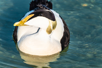 Closeup of a breeding male eider duck on the shores of the upper Zurich lake near Rapperswil, Sankt Gallen, Switzerland