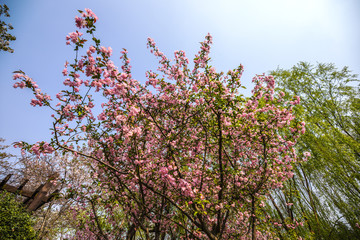 Sakura blossom in Chinese park.