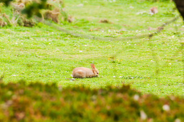Obraz premium Cornwall, Hase, Kaninchen, Wiese, Küste, Landwirtschaft, Frühling, Südengland