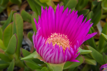 Exuberant Mediterranean flora in  La Maddalena Archipelago National Park, on the coast of Sardinia...
