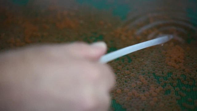 spawning salmon fish eggs