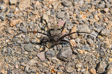 Morimus funereus beetle 