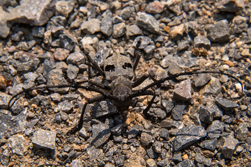 Morimus funereus beetle 